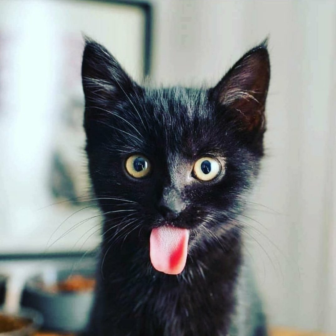 Смешной черный кот