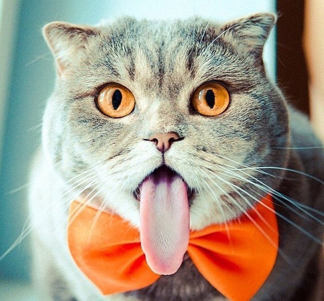 Кошка с высунутым языком