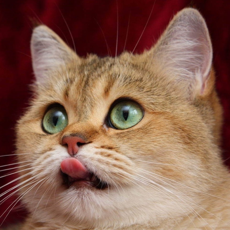 Парол кошек