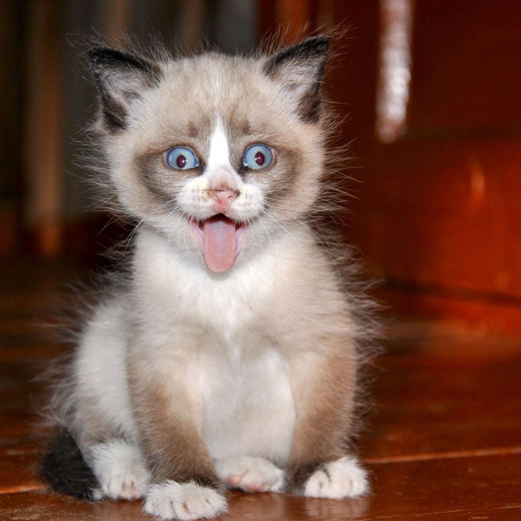 Котенок с языком