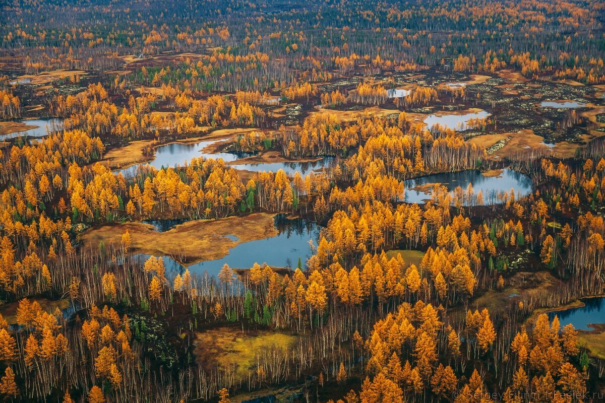 Тайга Таймыр