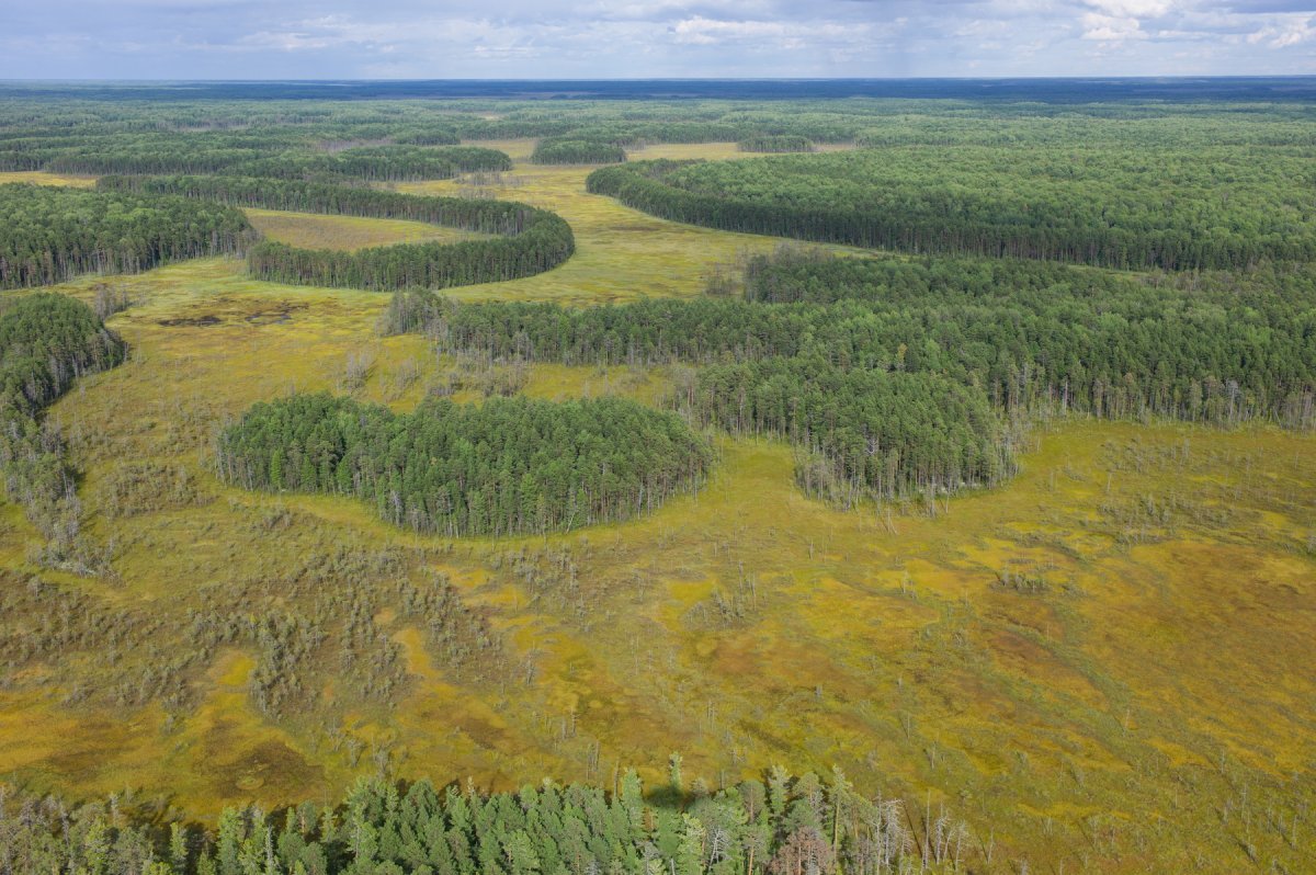 Болота Западно Сибирская низменность