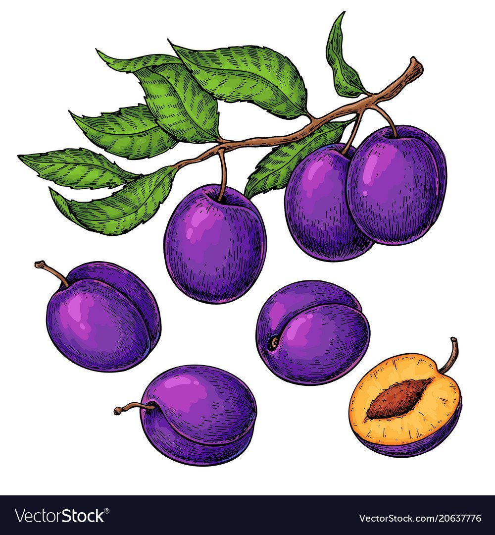 Слива в ДОУ