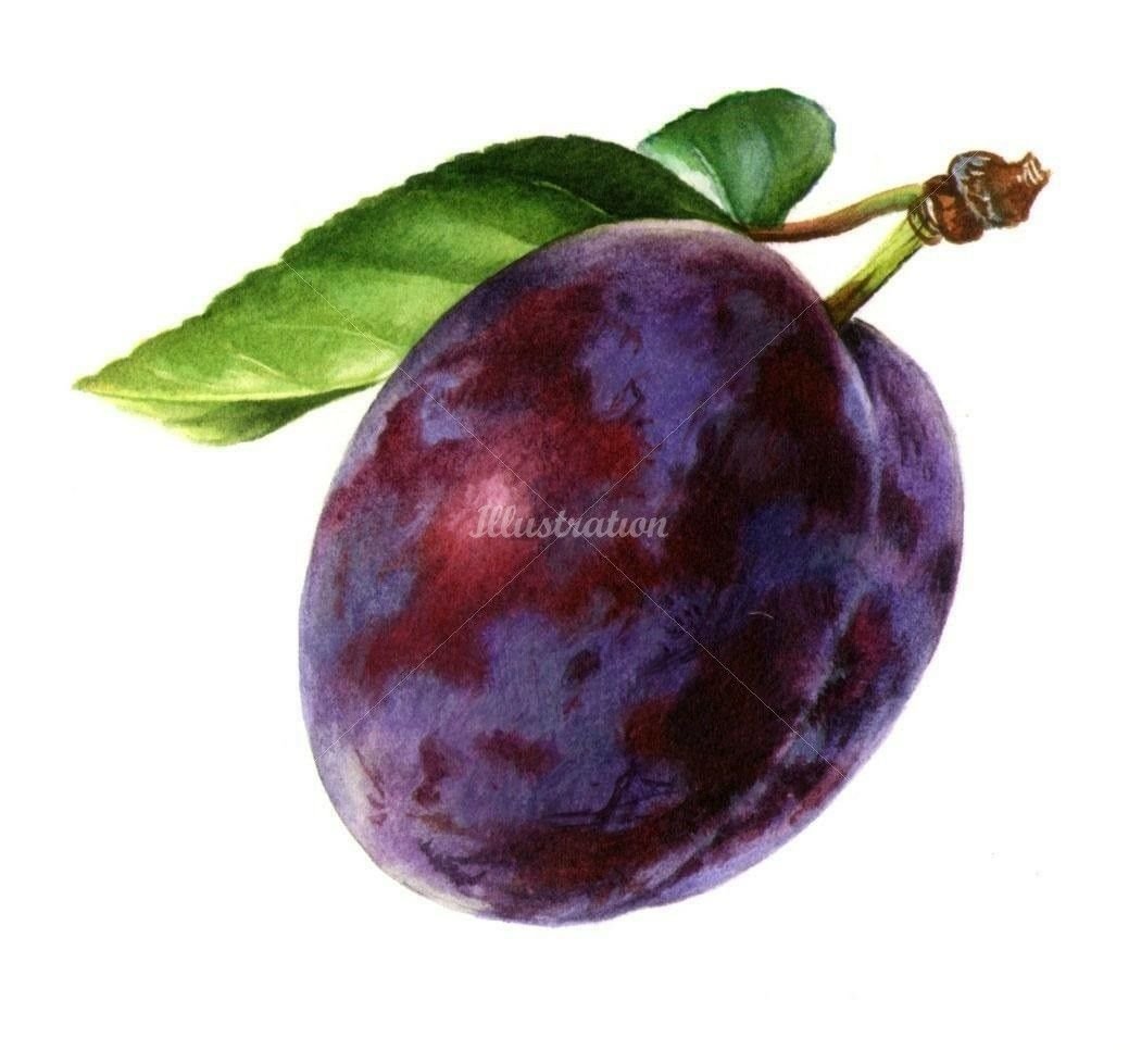 Слива акварелью