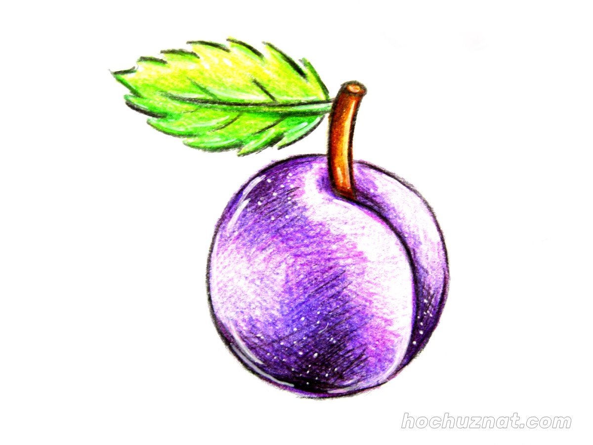 Слива картинка для детей