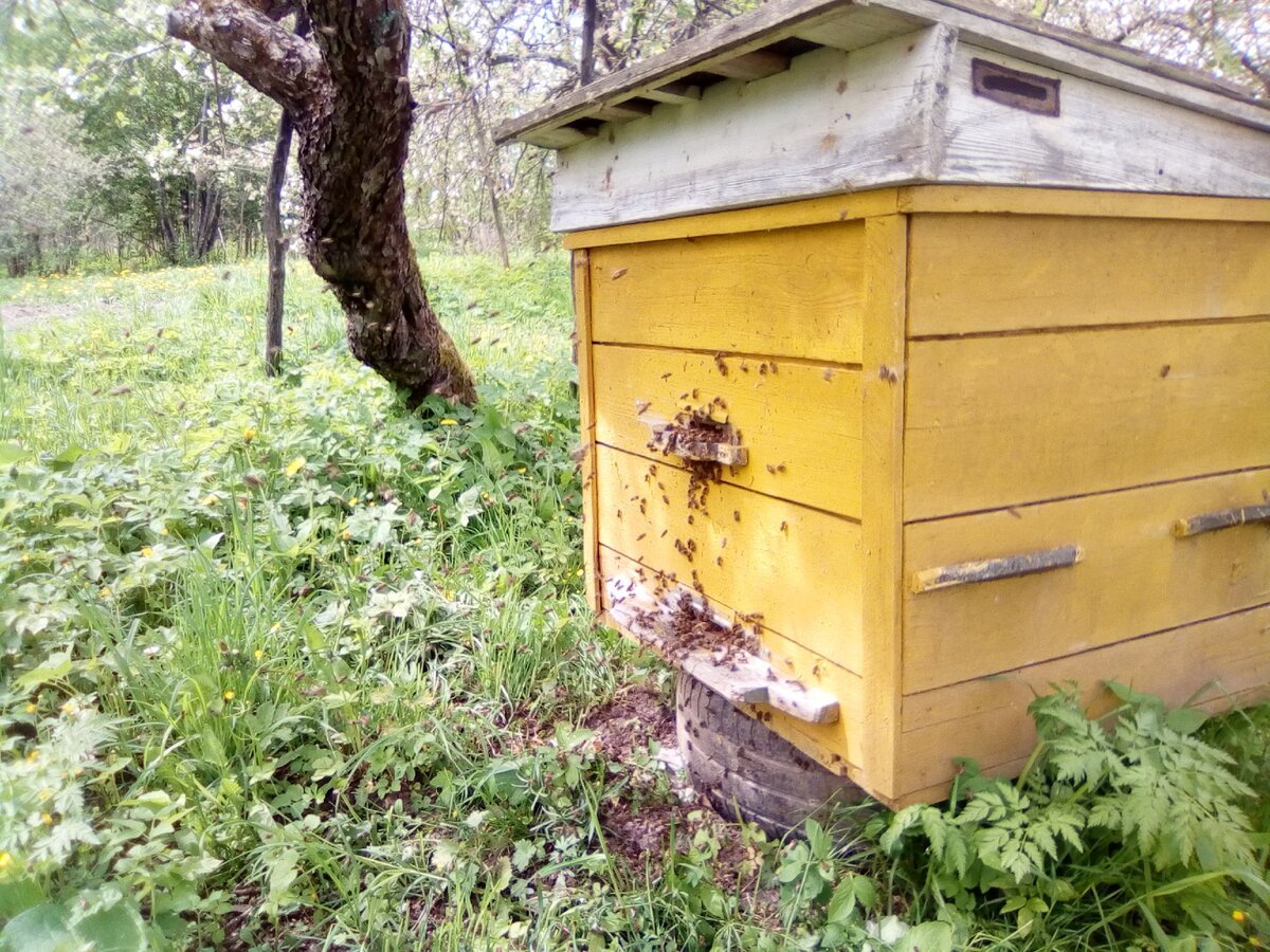 Бармин пасека ульи