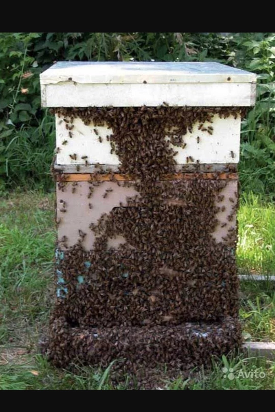 Рой пчел у улья