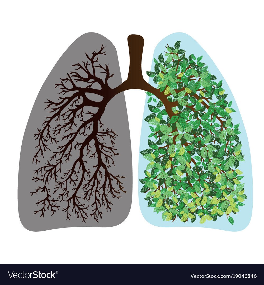 Легкие человека деревом