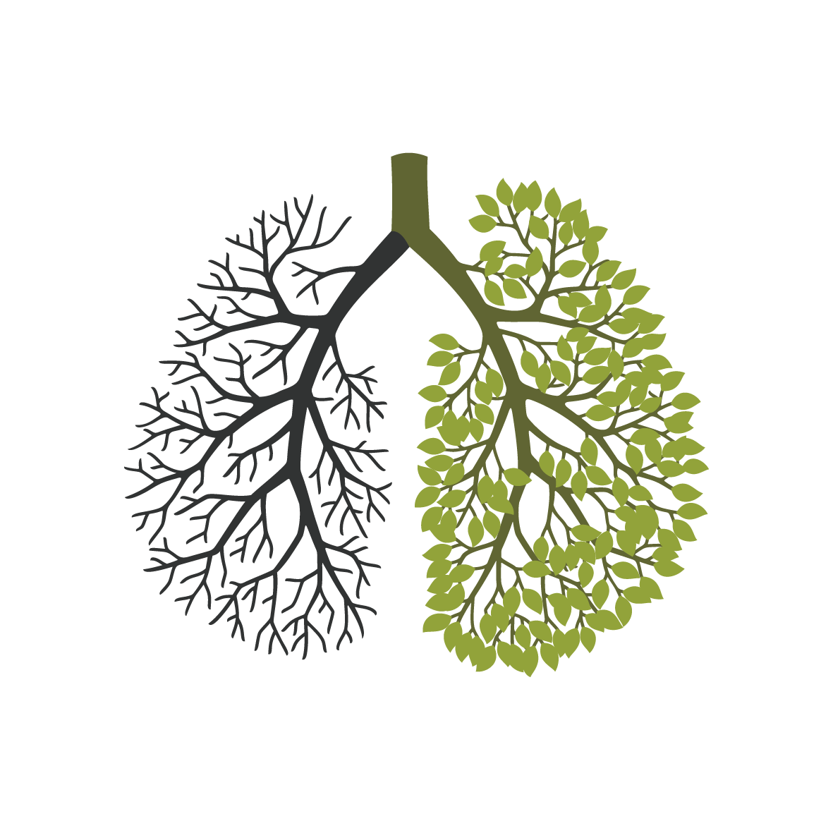 Легкие дерево