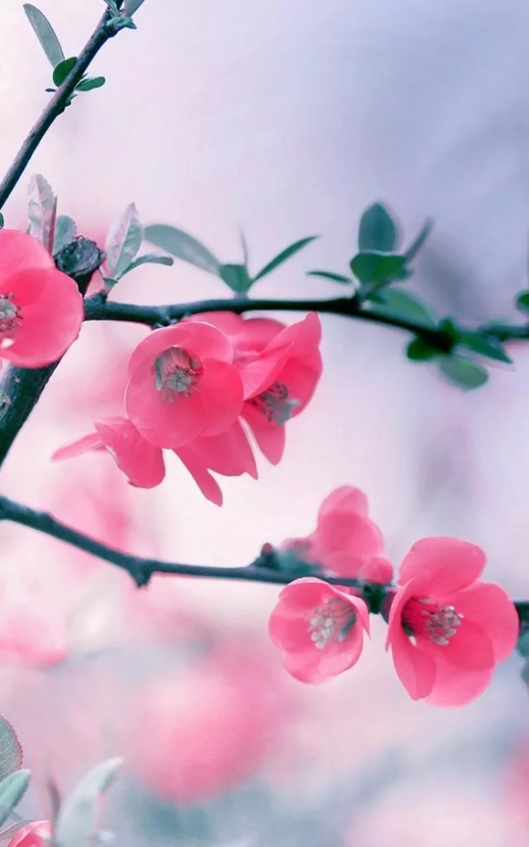 Обои на андроид цветы