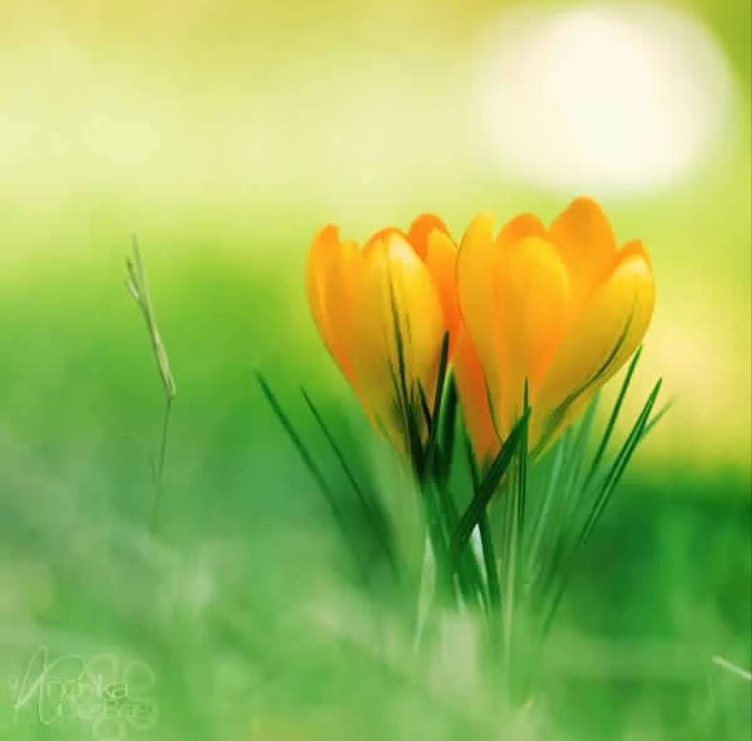 Аватар Весна природа