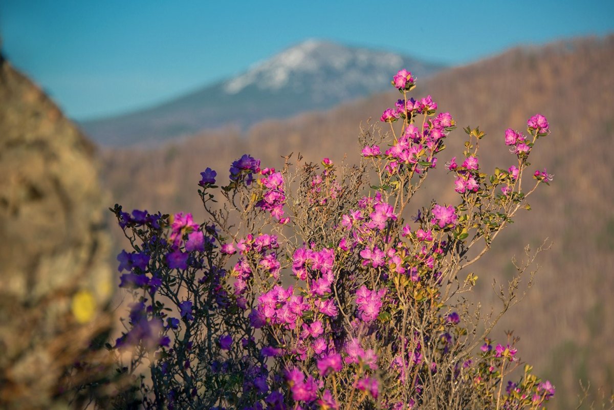 Багульник Сибирский