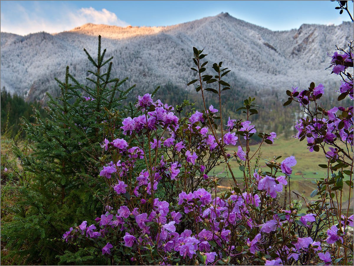 Саяны багульник