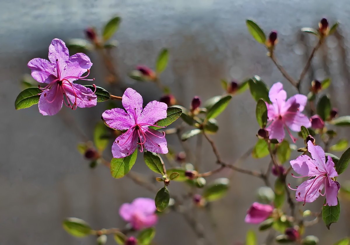 Рододендрон Даурский багульник