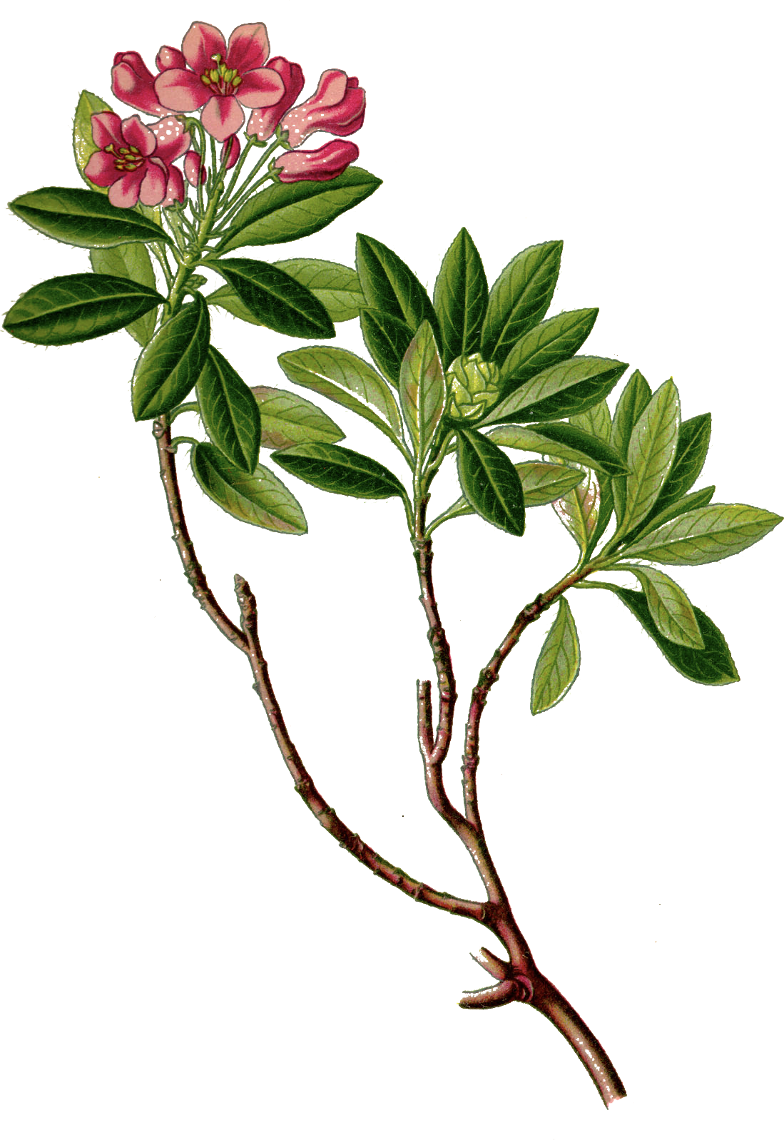 Саган дайля куст