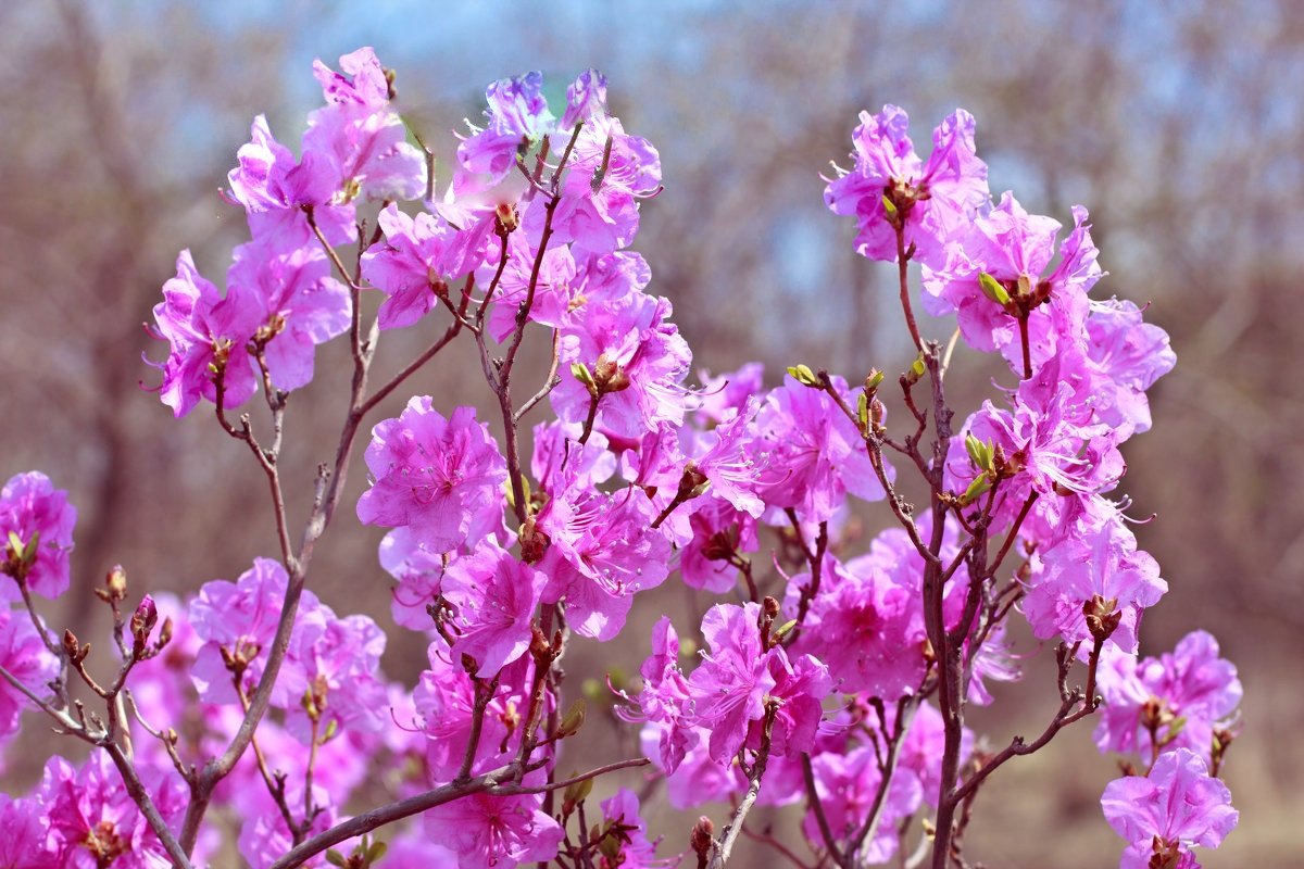 Рододендрон Даурский