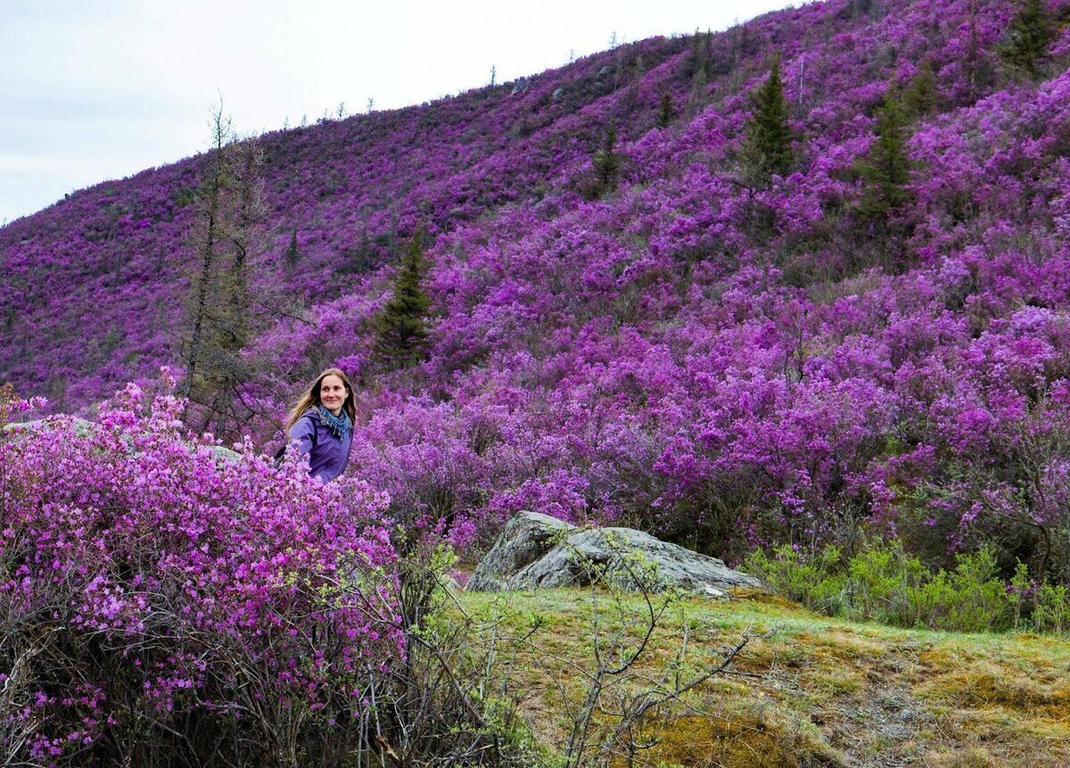 Цветение маральника на Алтае