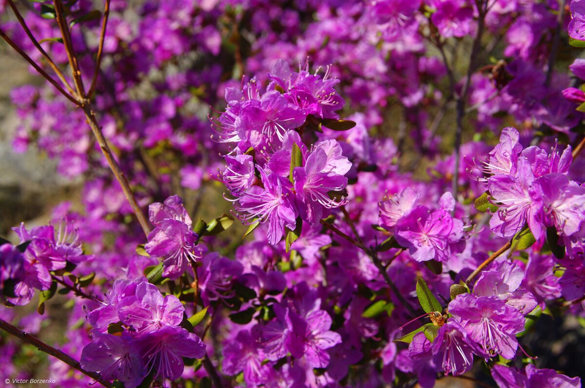 Маральник-это багульник (рододендрон)?