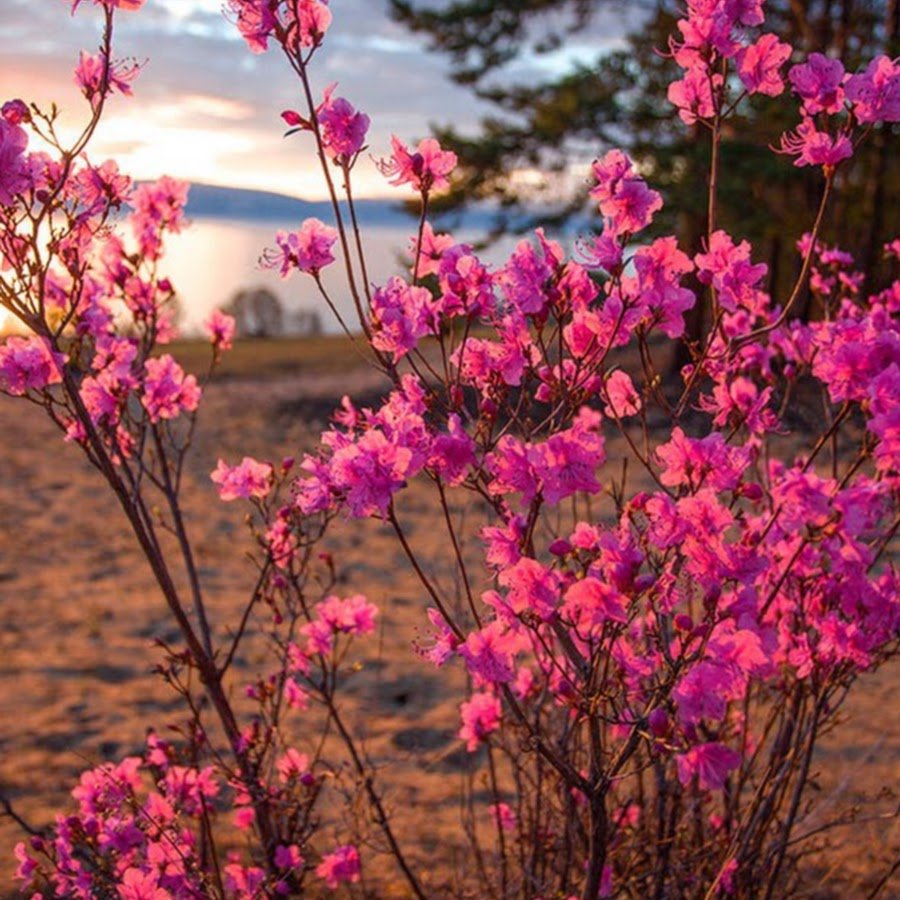 Багульник Дальневосточный
