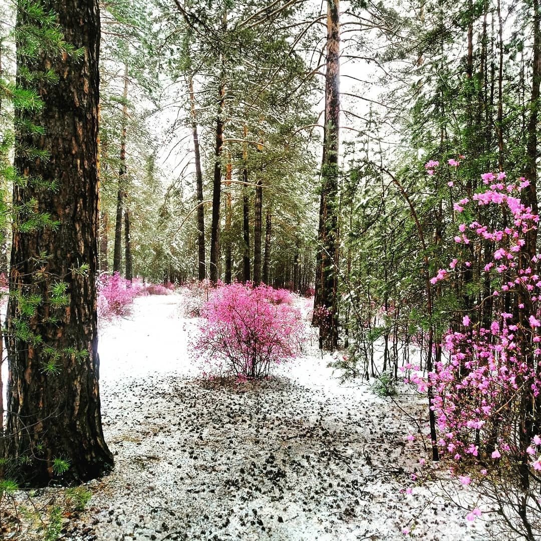 Багульник Лесной