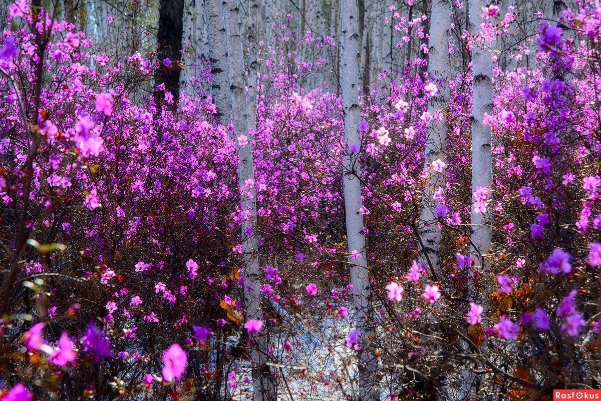 Цветение багульника