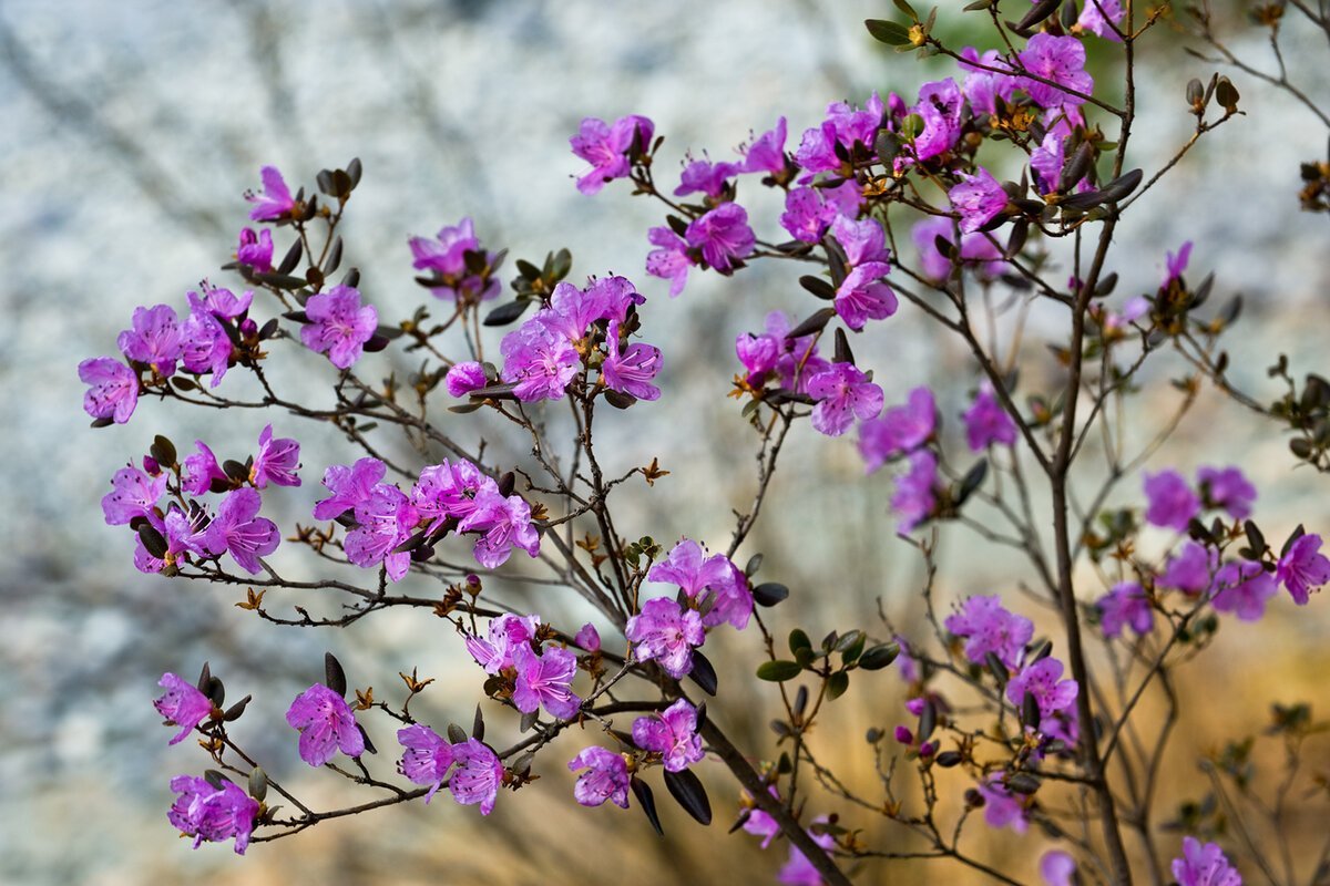 Рододендрон Даурский багульник
