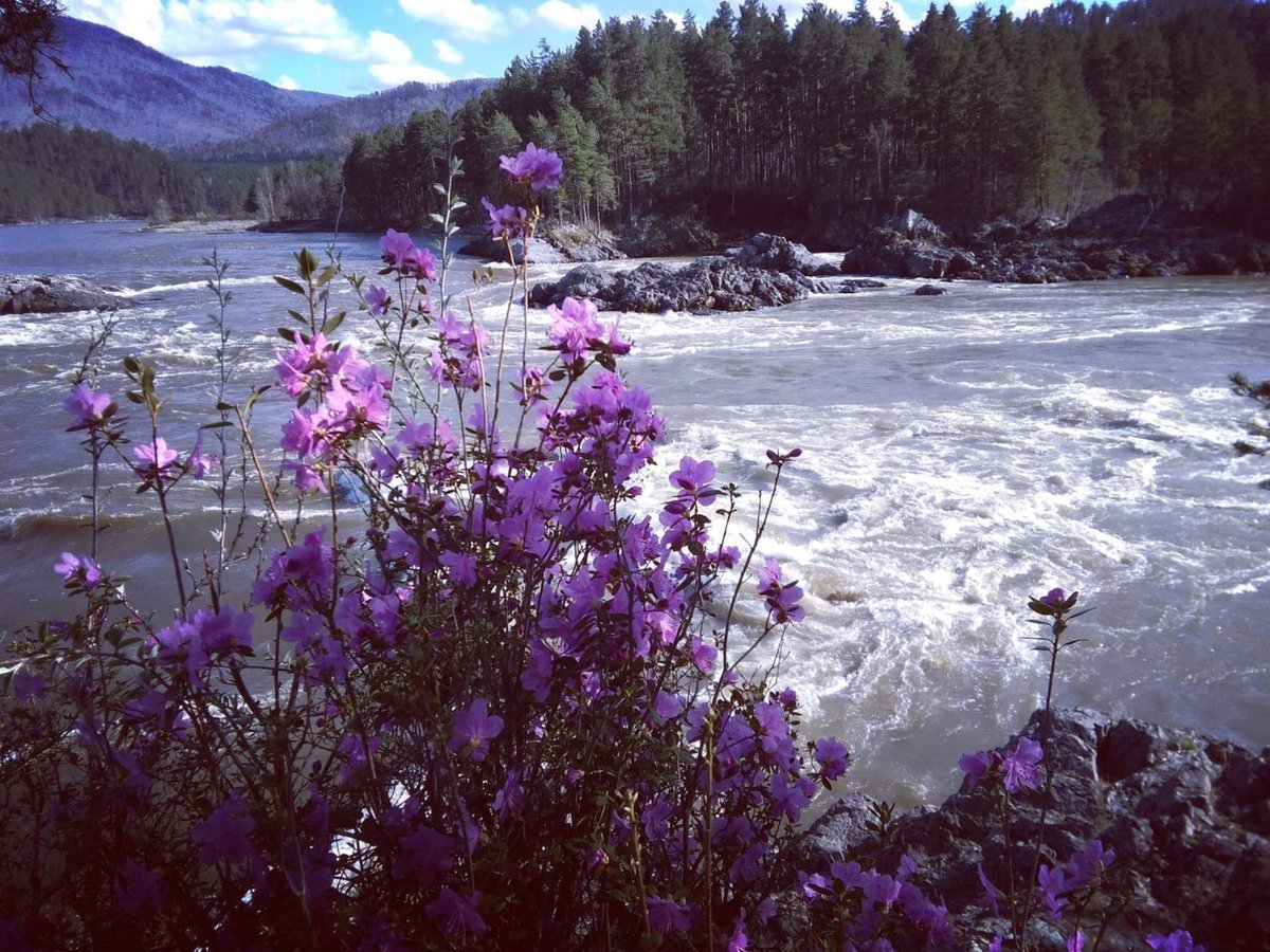 Багульник и маральник