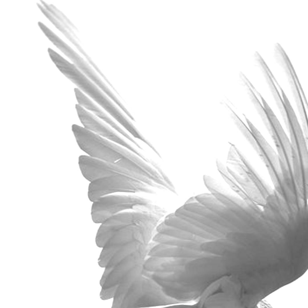 Крылья вырезка