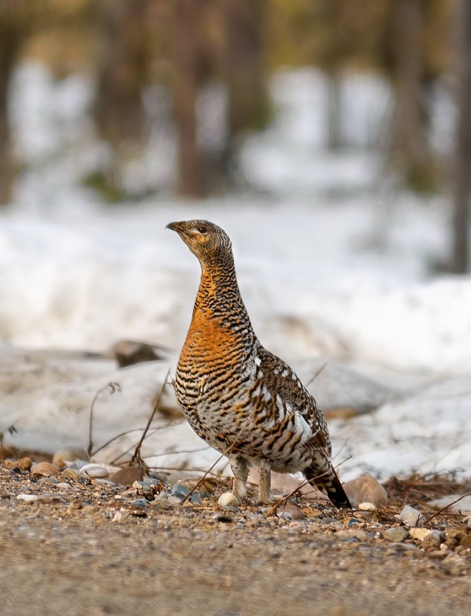 Глухарь птица самка