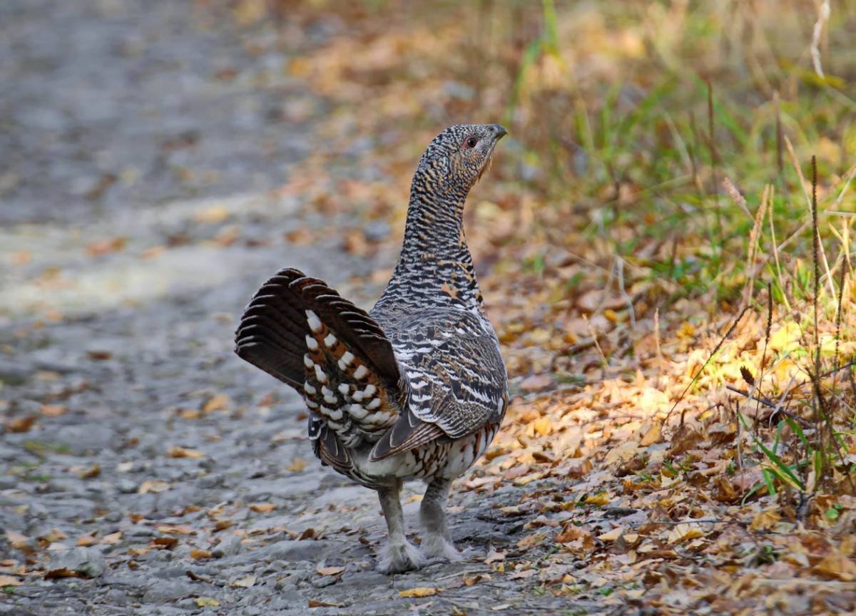 Глухарь и Капалуха