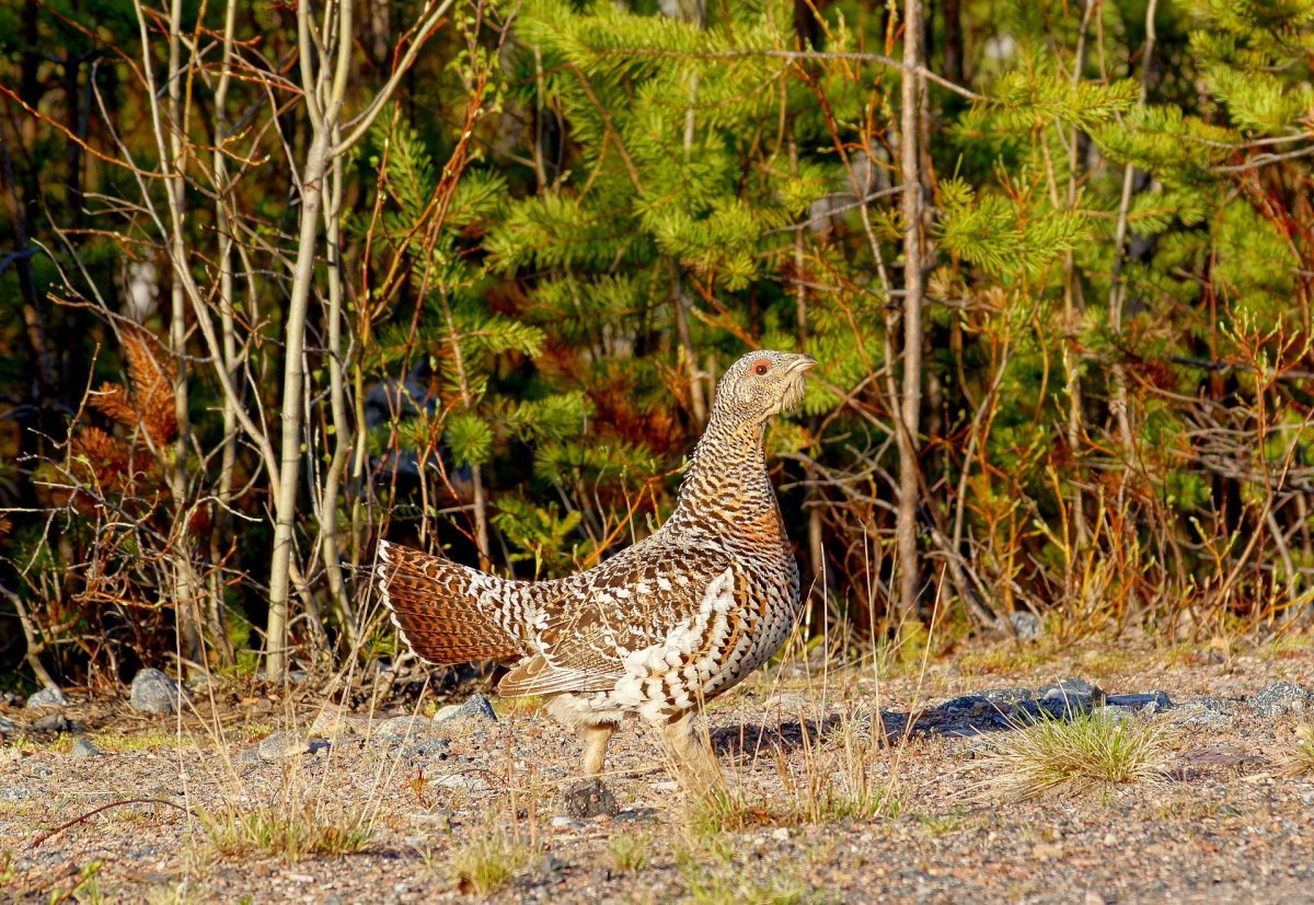 Глухарь и Капалуха