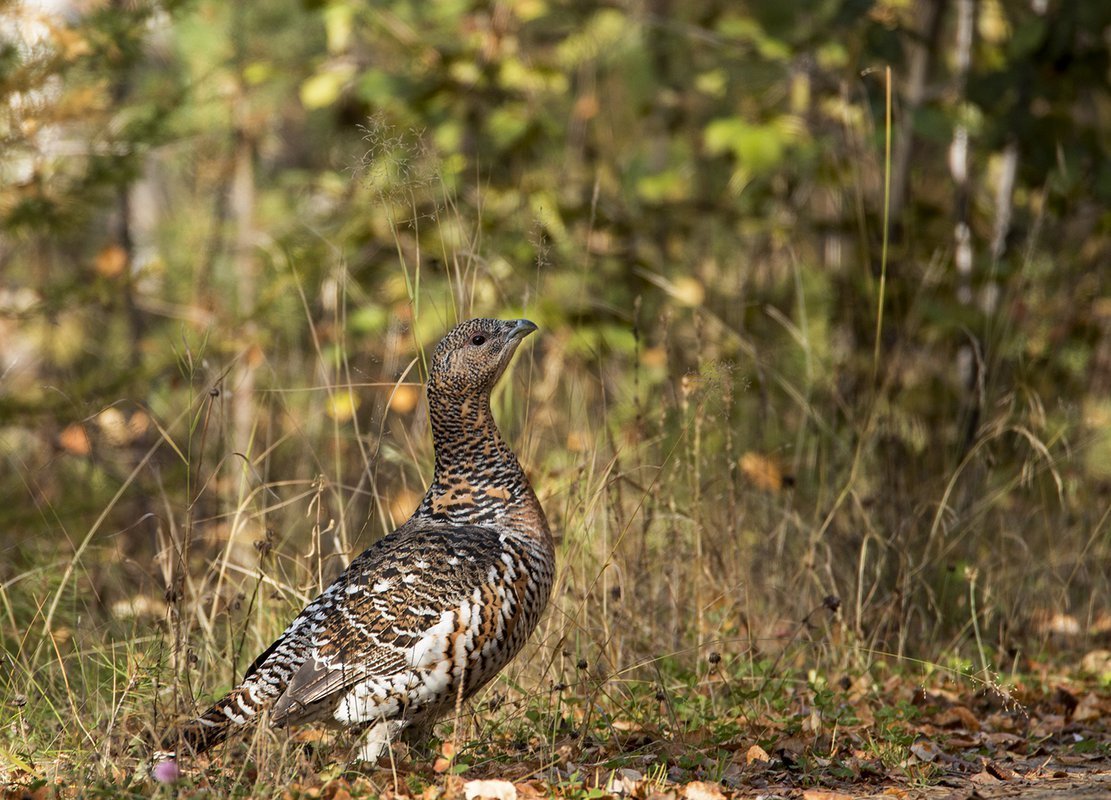 Капалуха птица и он самец Глухарь