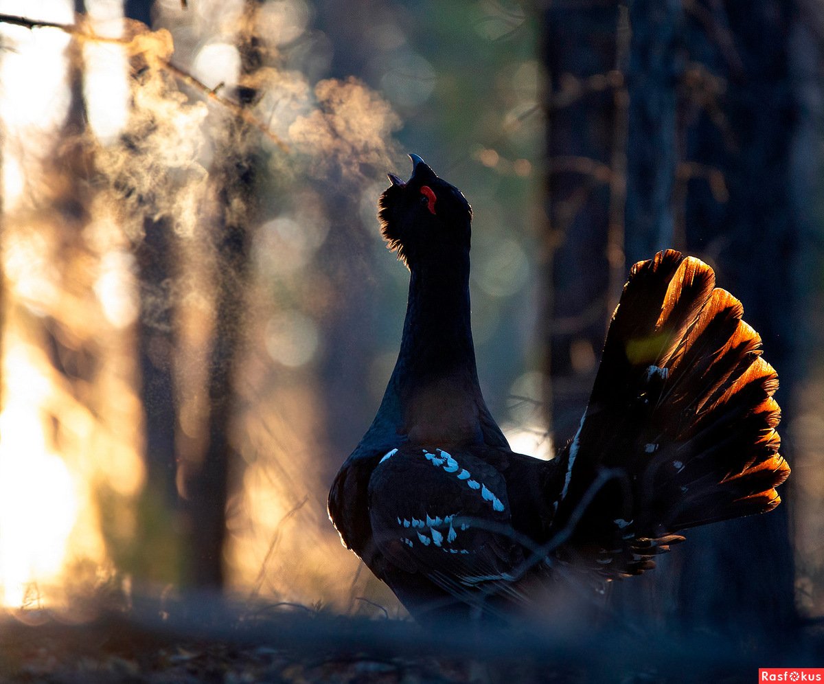 Краснобровый Глухарь