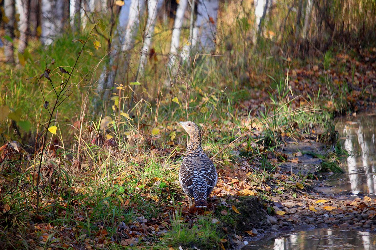 Западный Глухарь (Tetrao urogallus)