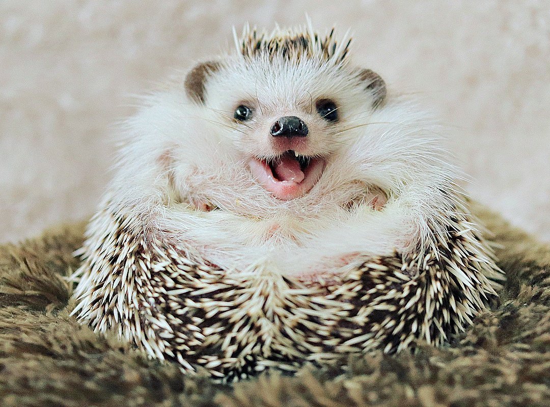 Оскал ежика