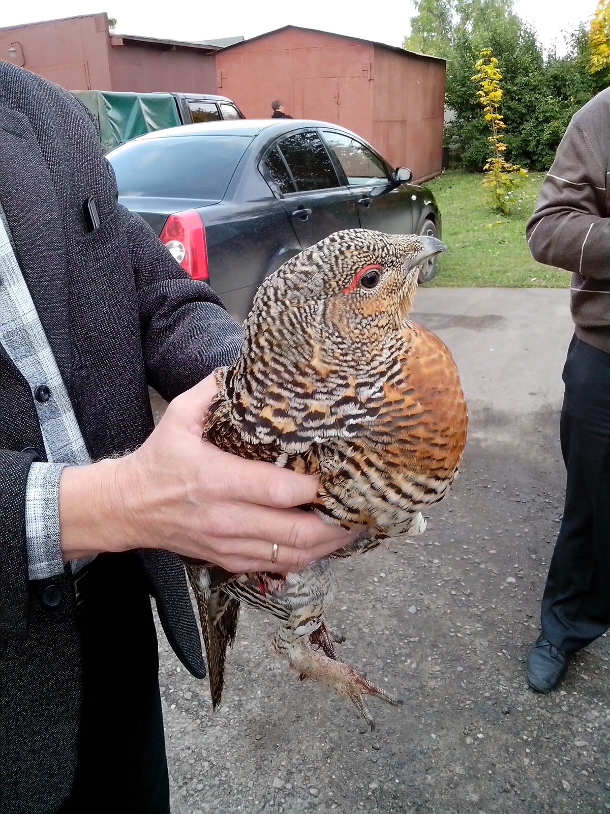 Капалуха картинки