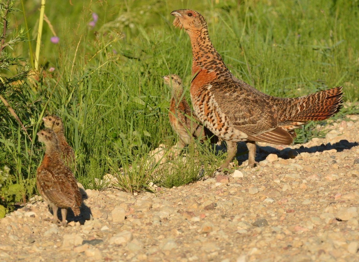 Подбитая птица слушать