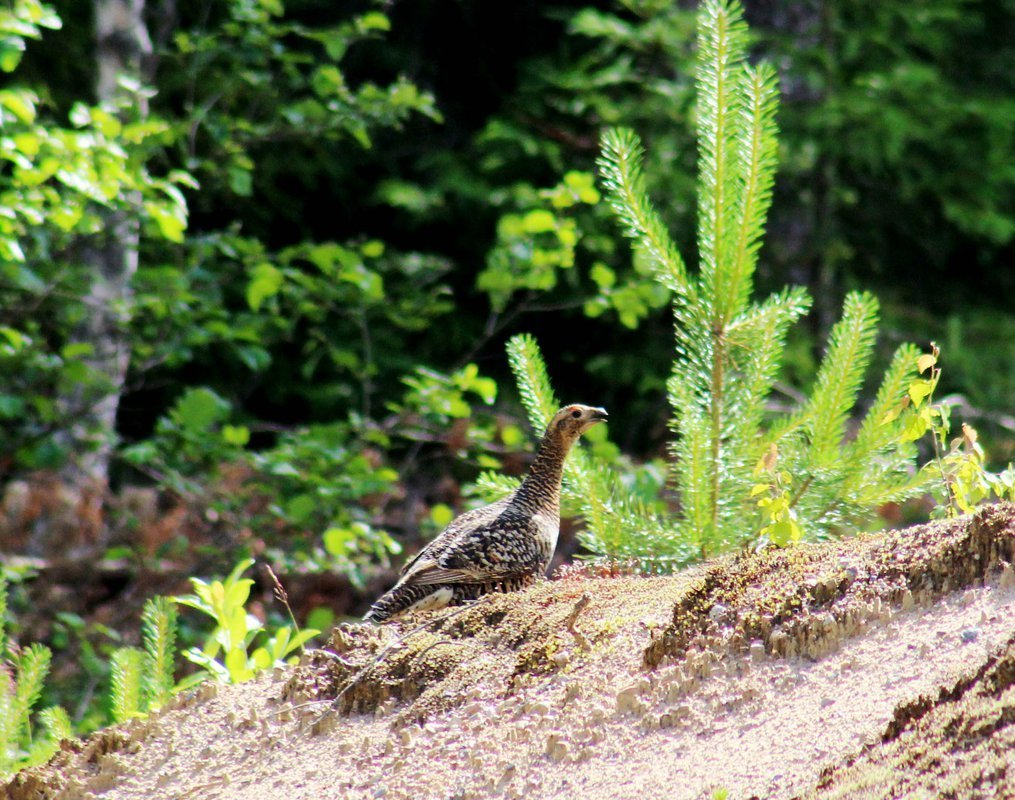 Шушенский Бор птицы