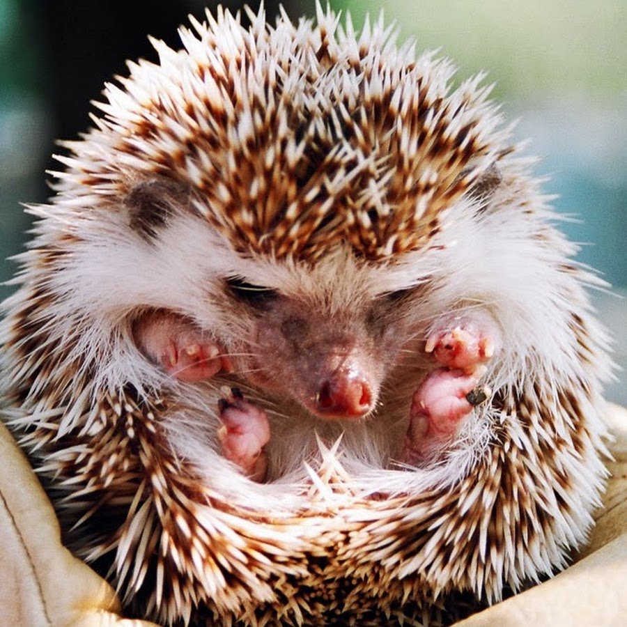 Ёжик на ватсап