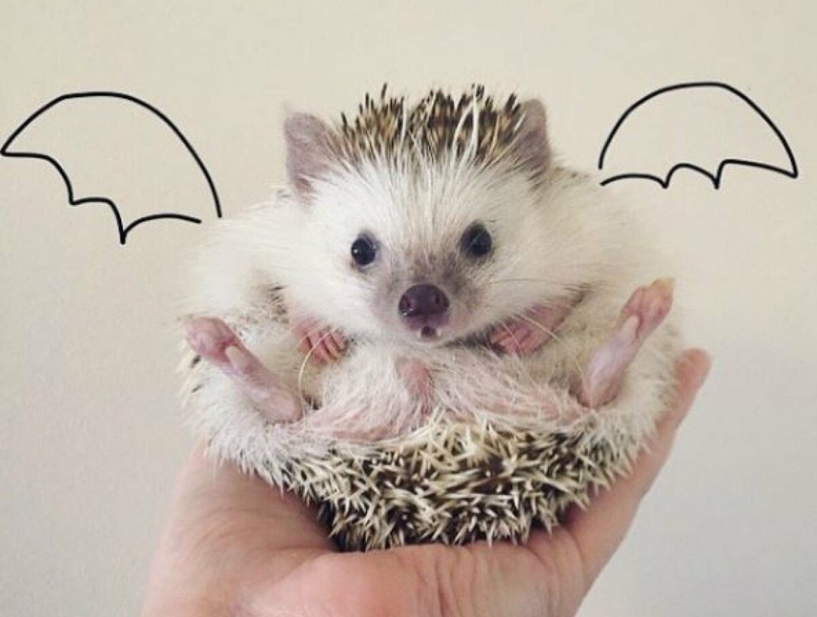 Ушастый еж зубы