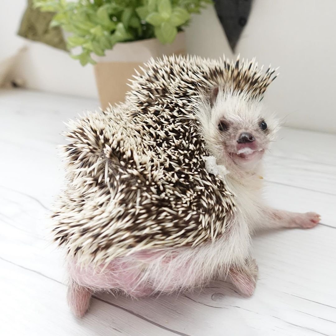 Крутой Ежик