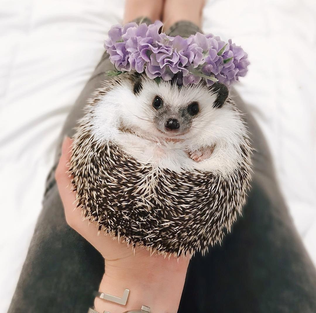 Ежик милый Эстетика