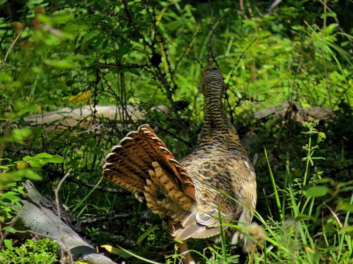 Самка глухаря Капалуха