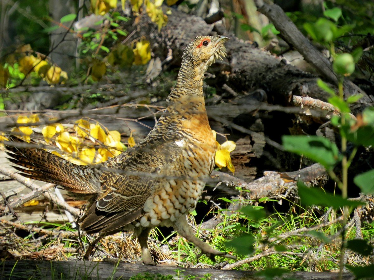 Тетерев фазан и Глухарь Глухарь