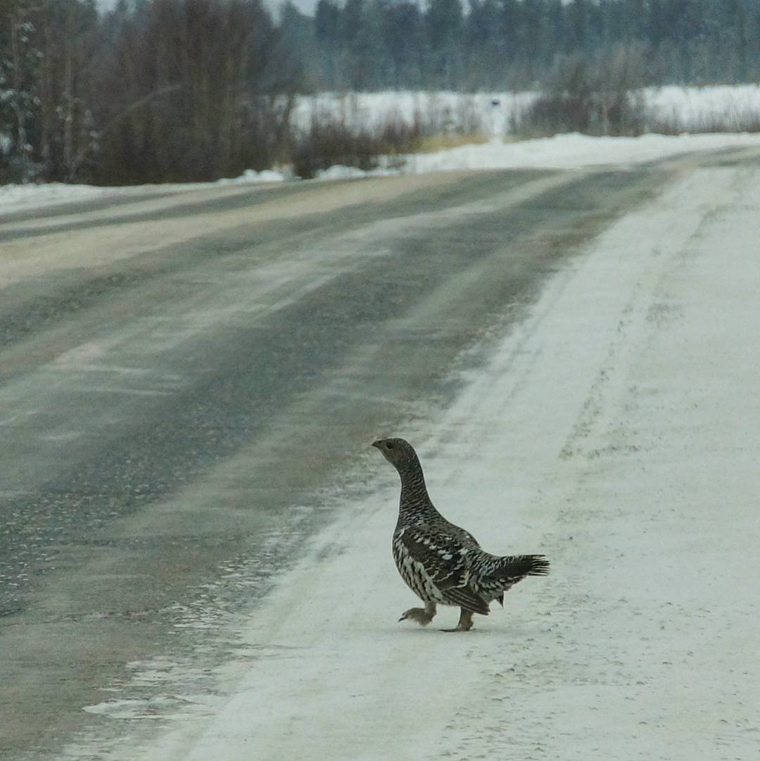 Глухарь и Капалуха
