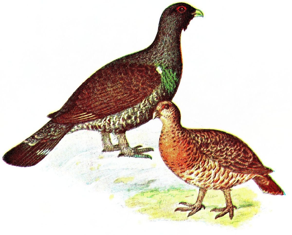 Глухариный ток