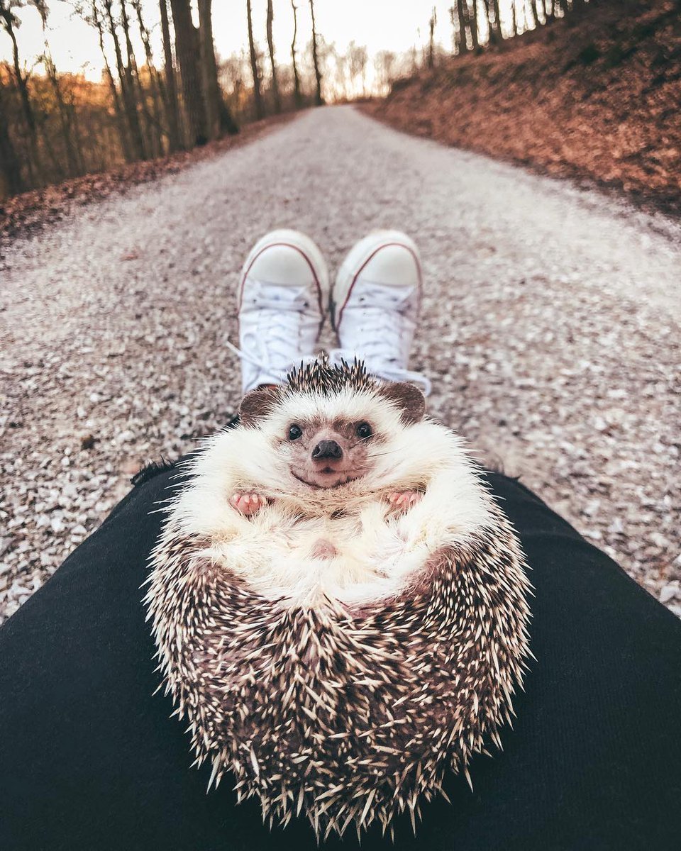 Вредный Ежик