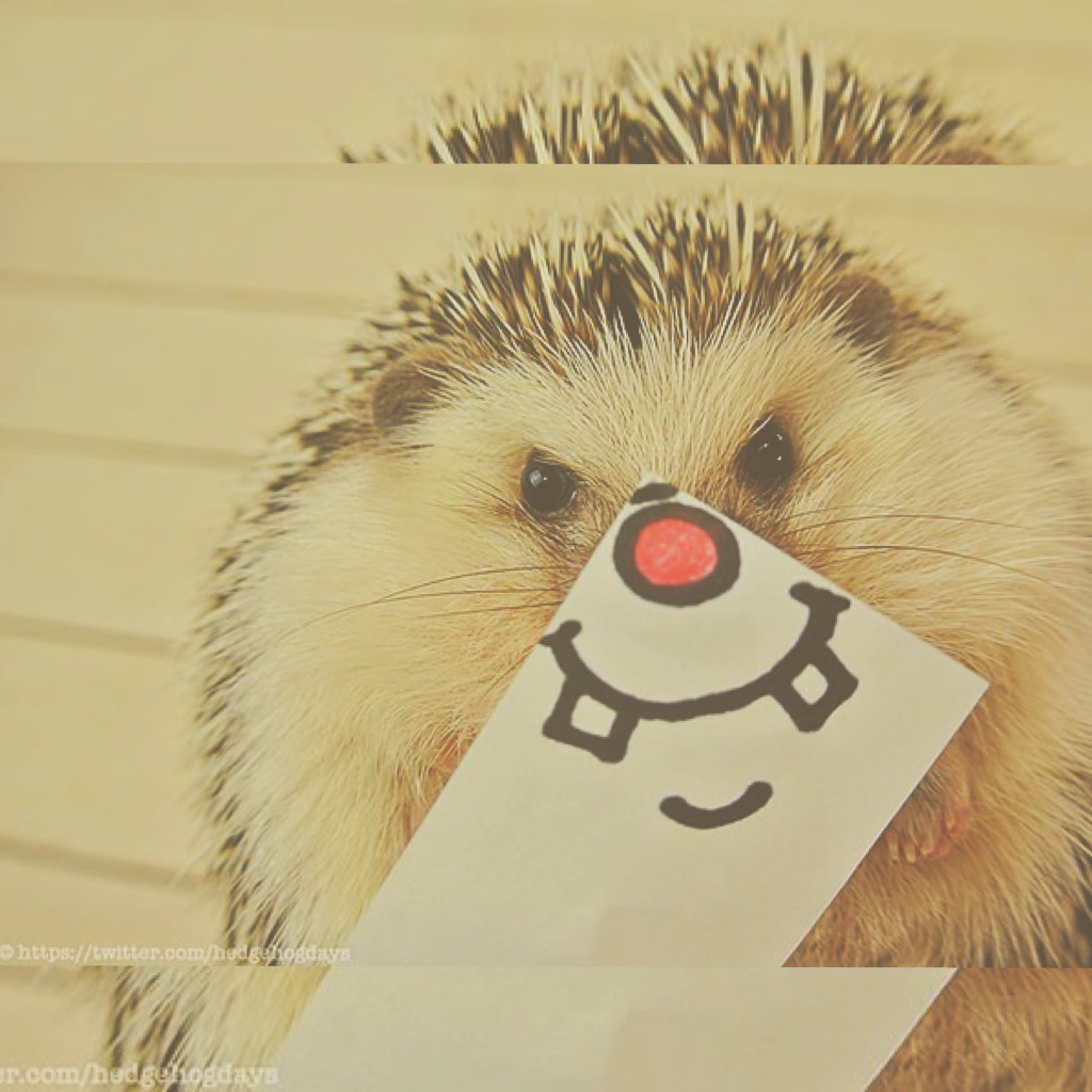 Смешной Ежик