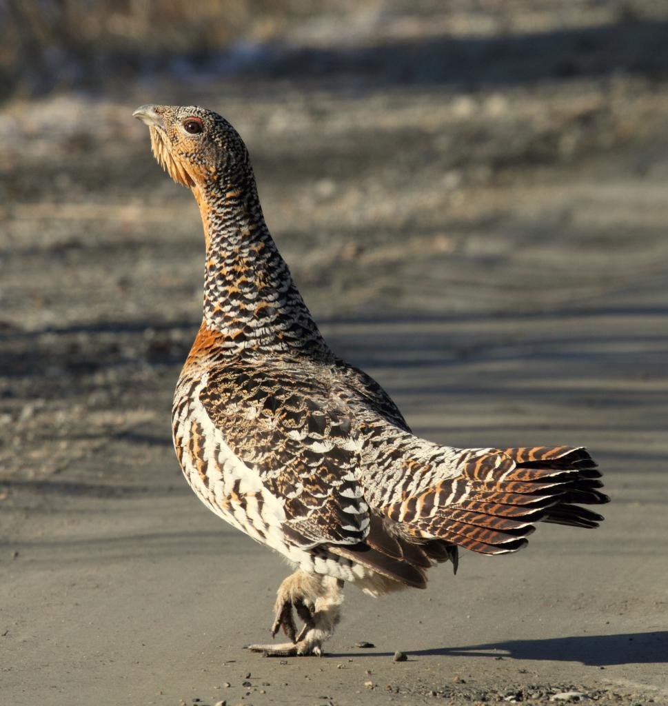 Глухарь птица фото высокого разрешения