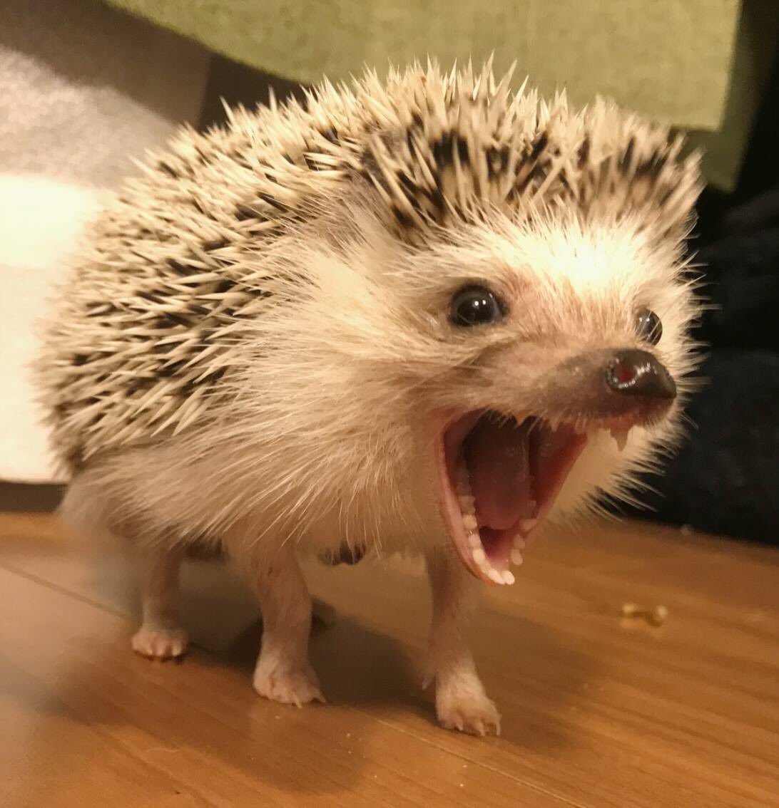 Кричащий Ежик